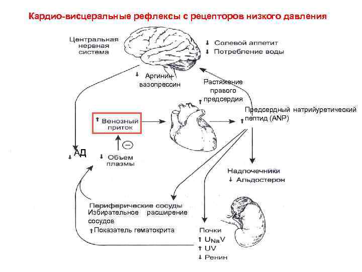 Давление механизм давления. Механизм регуляции артериального давления схема. Гормональный механизм регуляции артериального давления. Рефлекторная регуляция артериального давления крови. Рефлекторные механизмы регуляции артериального давления.