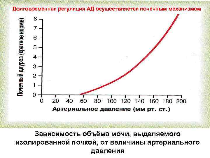 Долговременная регуляция АД осуществляется почечным механизмом Зависимость объёма мочи, выделяемого изолированной почкой, от величины