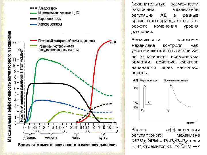 Сравнительные возможности различных механизмов регуляции АД в разные временные периоды от начала резкого изменения