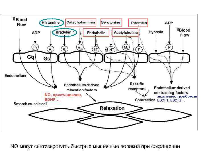 Gq Gs NO, простациклин, EDHF…. эндотелин, тромбоксан, EDCF 1, EDCF 2… NO могут синтезировать