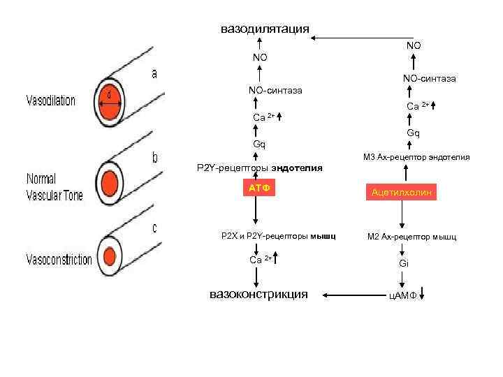 вазодилятация NO NO NO-синтаза Ca 2+ Gq Gq M 3 Aх-рецептор эндотелия P 2