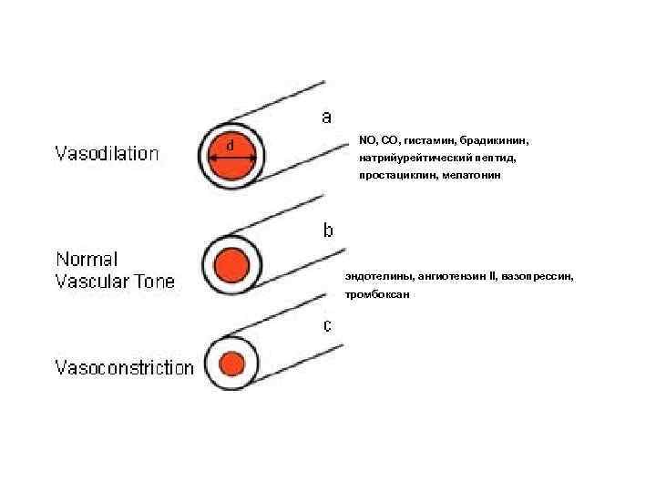 NO, СO, гистамин, брадикинин, натрийурейтический пептид, простациклин, мелатонин эндотелины, ангиотензин II, вазопрессин, тромбоксан 