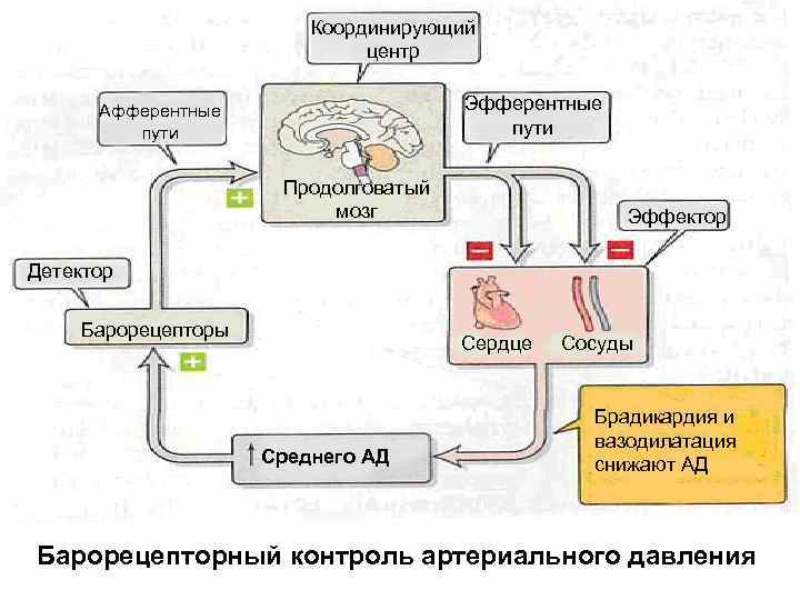 Координирующий центр Эфферентные пути Афферентные пути Продолговатый мозг Эффектор Детектор Барорецепторы Сердце Среднего АД