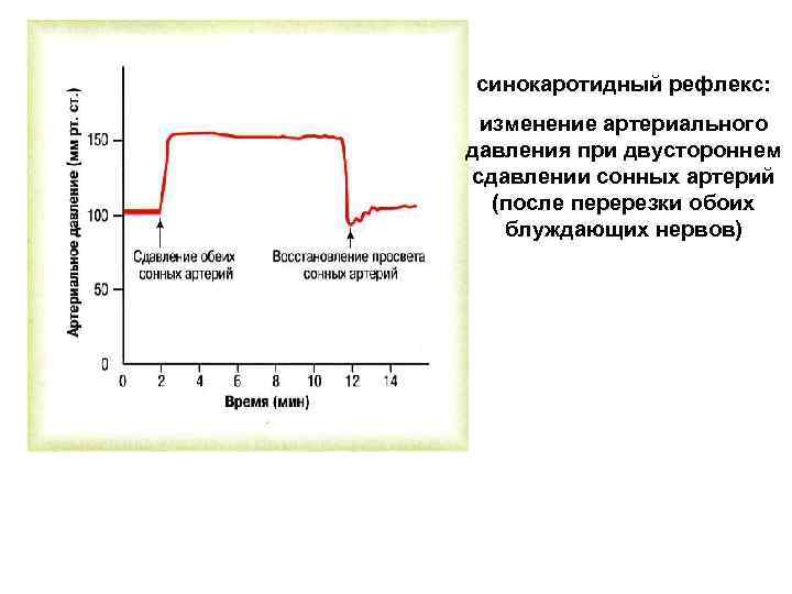 Рефлекс чермака схема