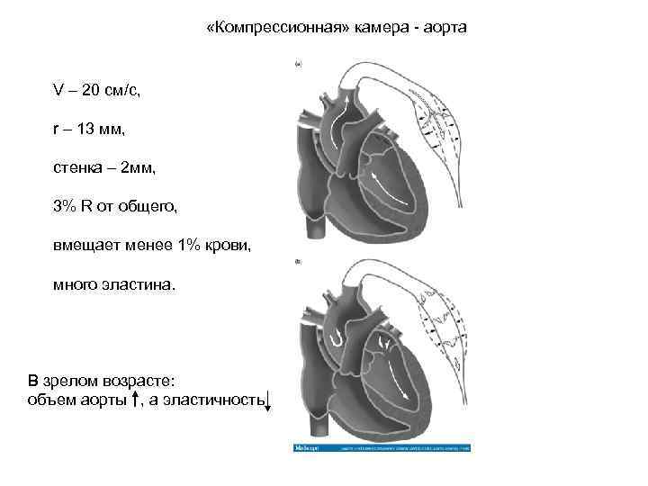  «Компрессионная» камера - аорта V – 20 см/c, r – 13 мм, стенка