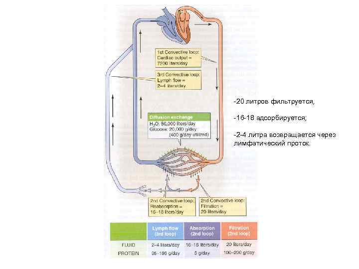 -20 литров фильтруется, -16 -18 адсорбируется; -2 -4 литра возвращается через лимфатический проток. 