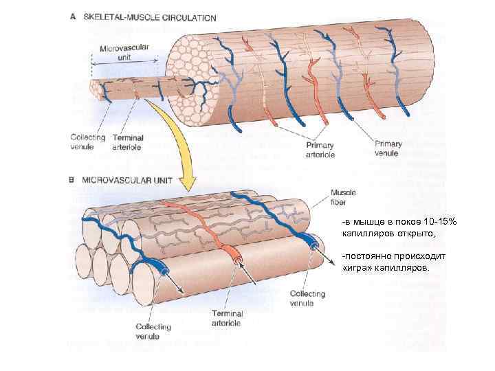 -в мышце в покое 10 -15% капилляров открыто, -постоянно происходит «игра» капилляров. 