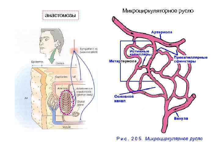 анастомозы Микроциркуляторное русло 