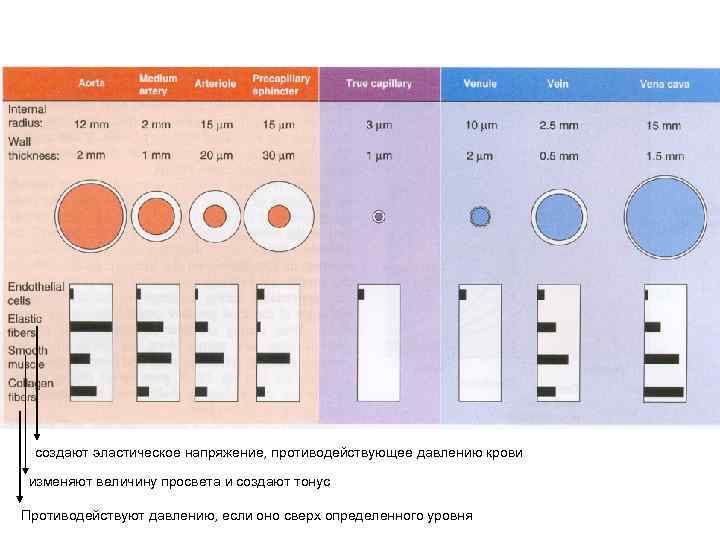 создают эластическое напряжение, противодействующее давлению крови изменяют величину просвета и создают тонус Противодействуют давлению,