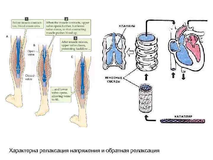 Характерна релаксация напряжения и обратная релаксация 