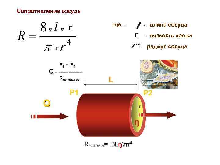 Радиус сосуда