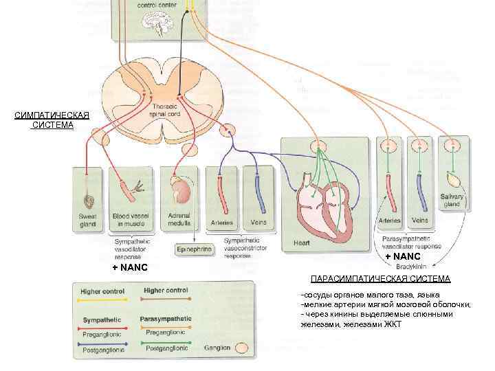 СИМПАТИЧЕСКАЯ СИСТЕМА + NANC ПАРАСИМПАТИЧЕСКАЯ СИСТЕМА -сосуды органов малого таза, языка -мелкие артерии мягкой