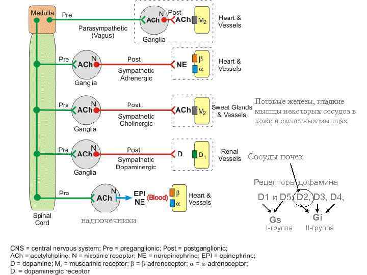 Потовые железы, гладкие мышцы некоторых сосудов в коже и скелетных мышцах Сосуды почек Рецепторы