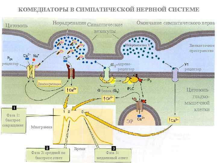 КОМЕДИАТОРЫ В СИМПАТИЧЕСКОЙ НЕРВНОЙ СИСТЕМЕ Норадреналин Синаптические Цитозоль Окончание симпатического нерва везикулы Нейропептид Y