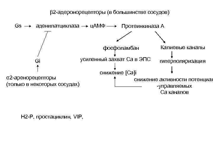 β 2 -адеронорецепторы (в большинстве сосудов) Gs аденилатциклаза ц. АМФ Протеинкиназа А фосфоламбан Gi