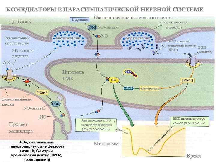 КОМЕДИАТОРЫ В ПАРАСИМПАТИЧЕСКОЙ НЕРВНОЙ СИСТЕМЕ L-аргинин Цитозоль Окончание симпатического нерва Синаптическая везикула NO-синтаза Внеклеточное