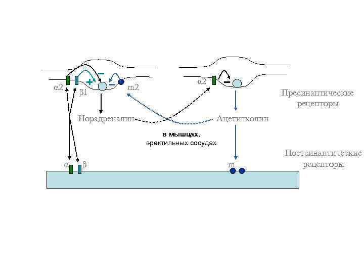 α 2 β 1 m 2 α 2 Пресинаптические рецепторы Норадреналин Ацетилхолин в мышцах,