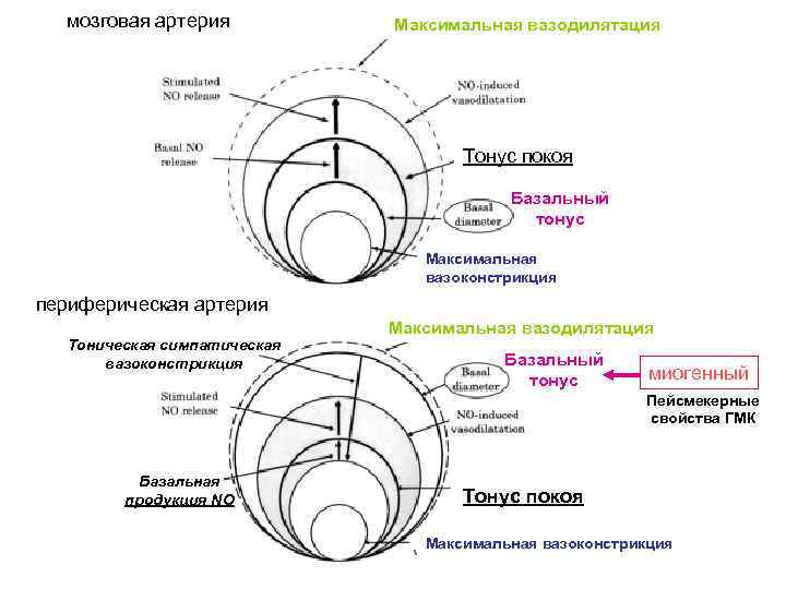 мозговая артерия Максимальная вазодилятация Тонус покоя Базальный тонус Максимальная вазоконстрикция периферическая артерия Тоническая симпатическая