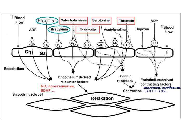 Gq Gs NO, простациклин, EDHF…. эндотелин, тромбоксан, EDCF 1, EDCF 2… 