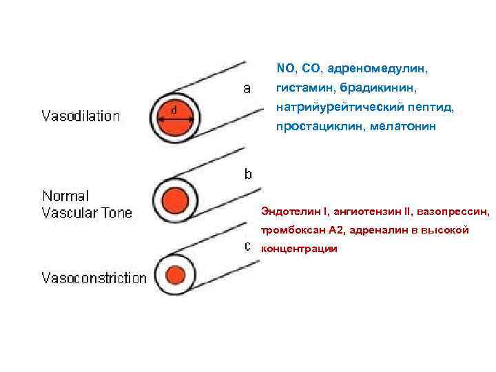 NO, СO, адреномедулин, гистамин, брадикинин, натрийурейтический пептид, простациклин, мелатонин Эндотелин I, ангиотензин II, вазопрессин,