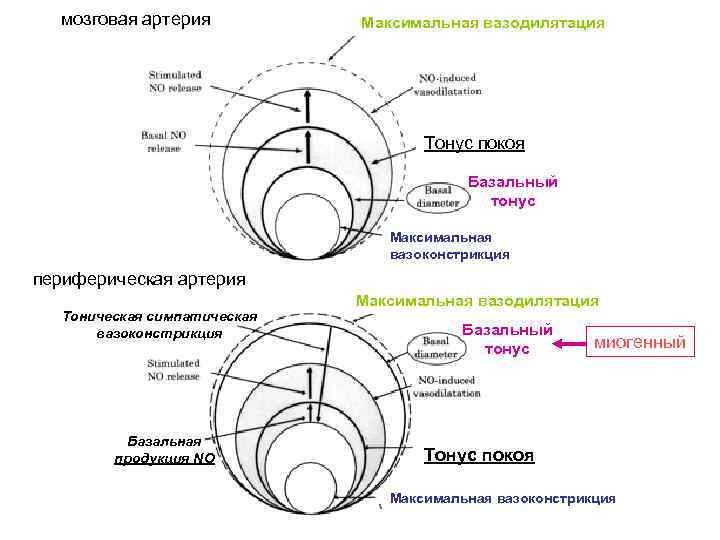 мозговая артерия Максимальная вазодилятация Тонус покоя Базальный тонус Максимальная вазоконстрикция периферическая артерия Тоническая симпатическая