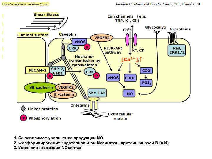 1. Са-зависимое увеличение продукции NO 2. Фосфорилирование эндотелиальной Noсинтазы протеинкиназой В (Akt) 3. Усиление