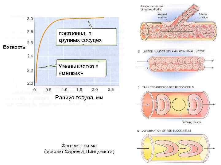 Радиус сосуда