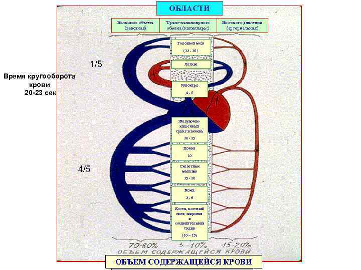 ОБЛАСТИ Большого объема (венозная) Транс-капиллярного обмена (капилляры) Высокого давления (артериальная) Головной мозг (13 -