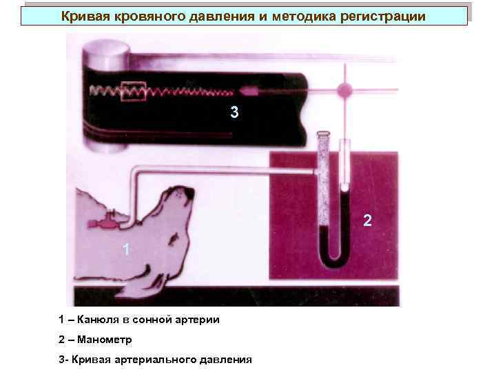 Кривая кровяного давления и методика регистрации 3 2 1 1 – Канюля в сонной