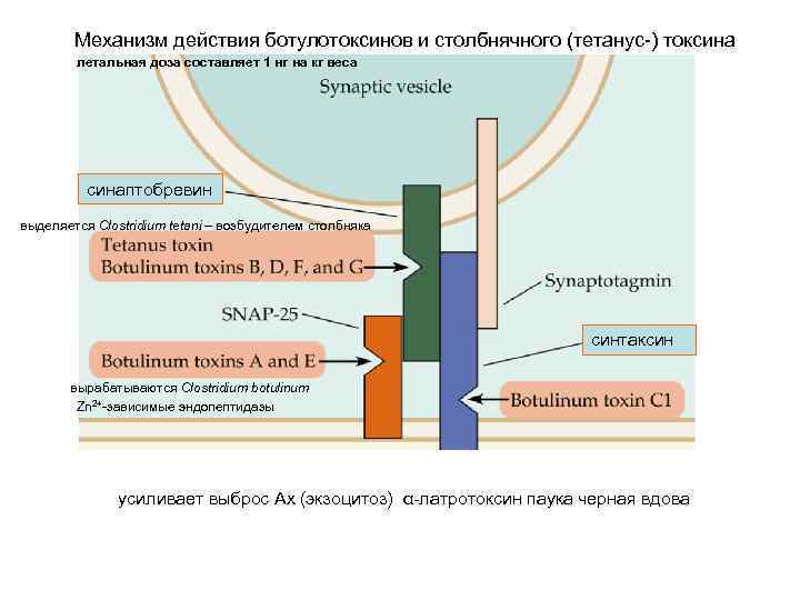 Механизм действия ботулотоксинов и столбнячного (тетанус-) токсина летальная доза составляет 1 нг на кг