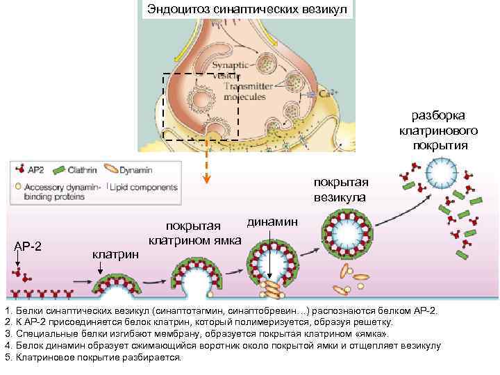 Эндоцитоз синаптических везикул разборка клатринового покрытия покрытая везикула АР-2 клатрин динамин покрытая клатрином ямка