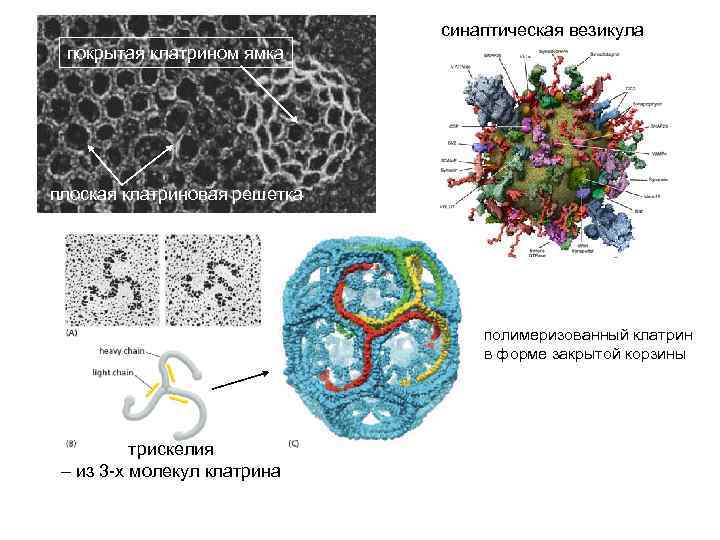 синаптическая везикула покрытая клатрином ямка плоская клатриновая решетка полимеризованный клатрин в форме закрытой корзины