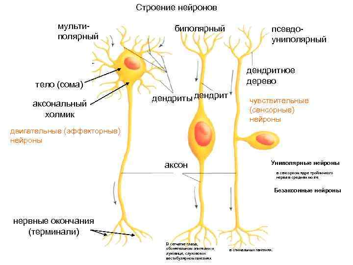 Строение нейронов мультиполярный биполярный дендритное дерево тело (сома) аксональный холмик псевдоуниполярный дендриты дендрит чувствительные