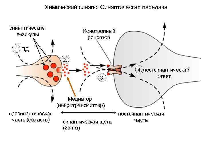 Химический синапс. Синаптическая передача синаптические везикулы Ионотропный рецептор 1. ПД 2. 3. 4. постсинаптический