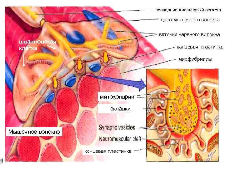 последние миелиновый сегмент ядро мышечного волокна веточки нервного волокна шванновская клетка концевая пластинка миофибриллы