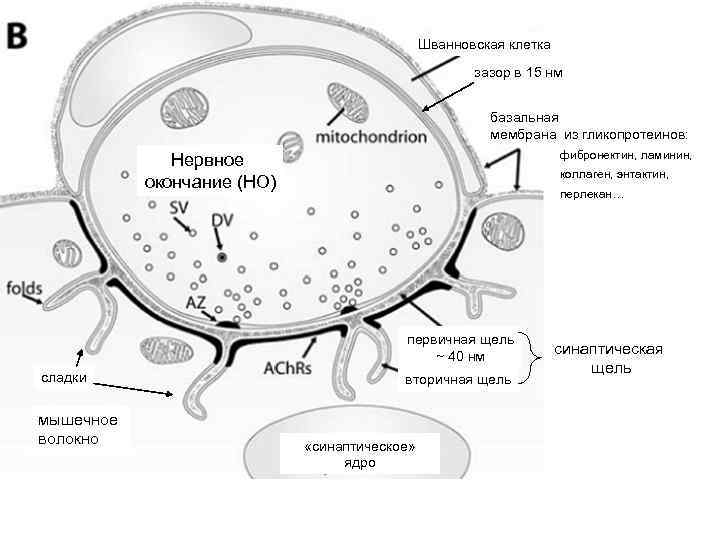 Шванновская клетка зазор в 15 нм базальная мембрана из гликопротеинов: фибронектин, ламинин, Нервное окончание