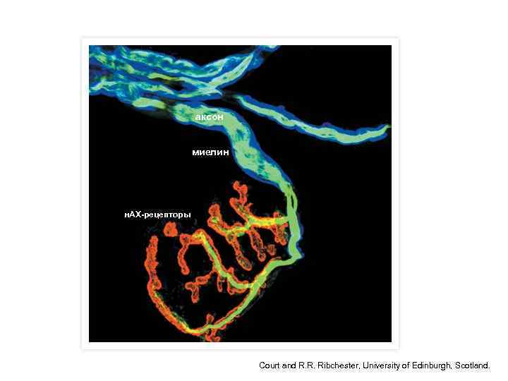 аксон миелин н. АХ-рецепторы Court and R. R. Ribchester, University of Edinburgh, Scotland. 