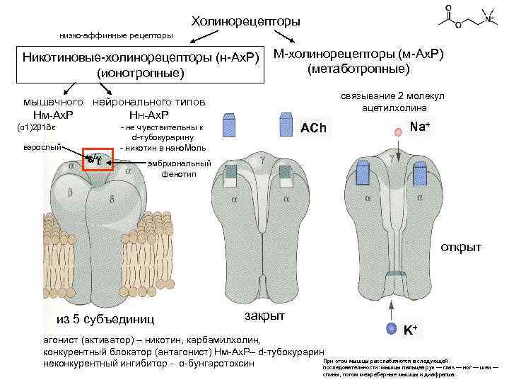 Холинорецепторы низко-аффинные рецепторы Никотиновые-холинорецепторы (н-Ах. Р) (ионотропные) M-холинорецепторы (м-Ах. Р) (метаботропные) связывание 2 молекул