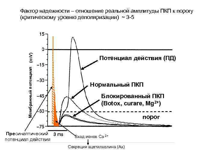 Фактор надежности – отношение реальной амплитуды ПКП к порогу (критическому уровню деполяризации) ~ 3