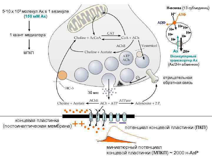Н-помпа (13 субъединиц) 5 -10 х 103 молекул Ах в 1 везикуле (150 м.