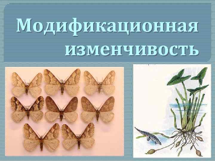 Модификационная изменчивость 