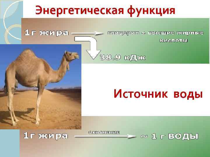 Энергетическая функция Источник воды 