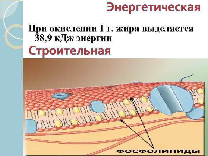 Энергетическая При окислении 1 г. жира выделяется 38, 9 к. Дж энергии Строительная 