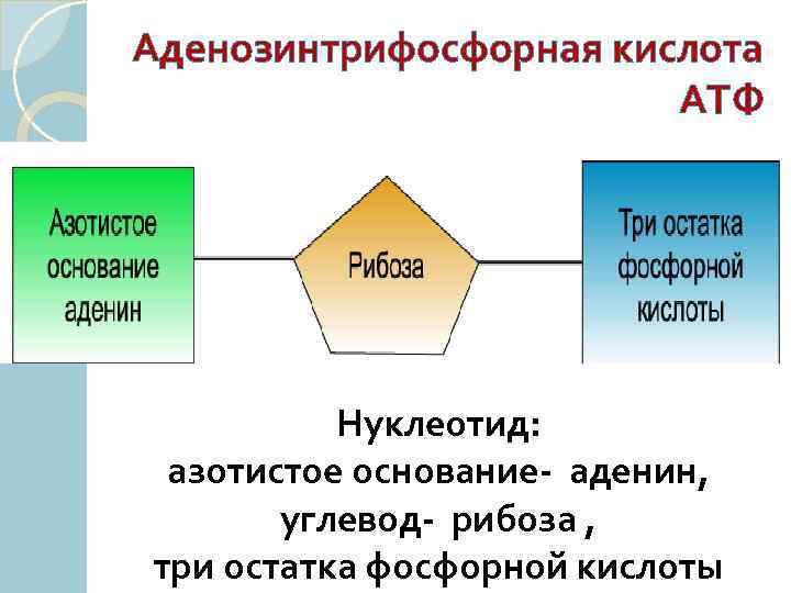 Аденозинтрифосфорная кислота АТФ Нуклеотид: азотистое основание- аденин, углевод- рибоза , три остатка фосфорной кислоты