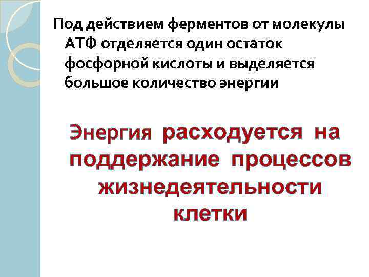 Под действием ферментов от молекулы АТФ отделяется один остаток фосфорной кислоты и выделяется большое