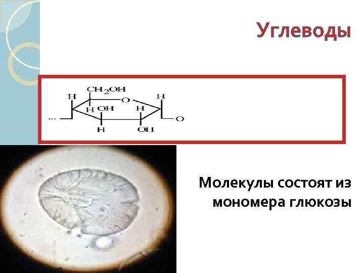 Углеводы Молекулы состоят из мономера глюкозы 
