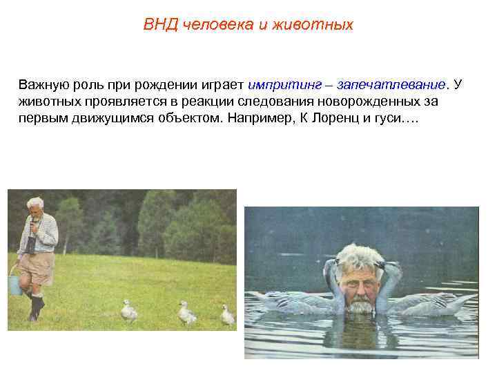 ВНД человека и животных Важную роль при рождении играет импритинг – запечатлевание. У животных
