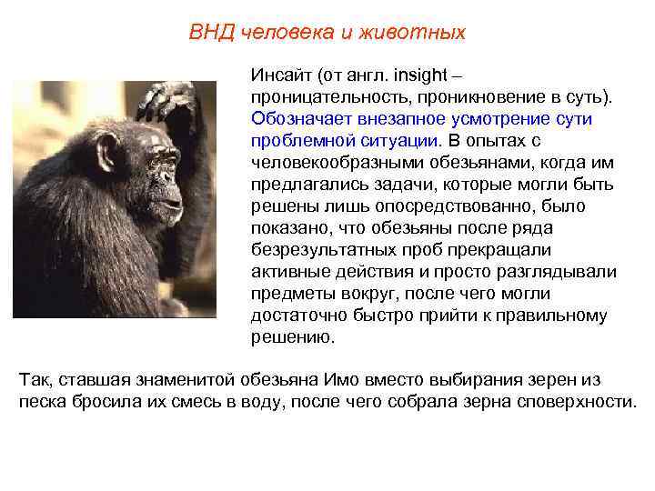 ВНД человека и животных Инсайт (от англ. insight – проницательность, проникновение в суть). Обозначает