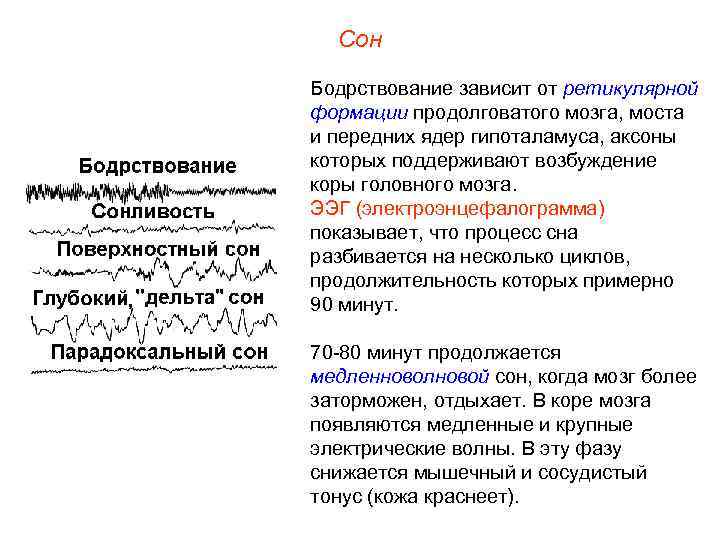 Сон Бодрствование зависит от ретикулярной формации продолговатого мозга, моста и передних ядер гипоталамуса, аксоны