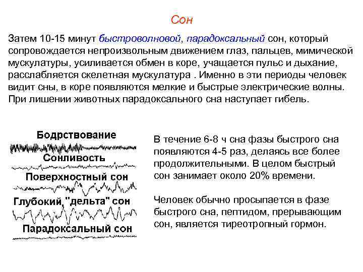 Сон Затем 10 -15 минут быстроволновой, парадоксальный сон, который сопровождается непроизвольным движением глаз, пальцев,